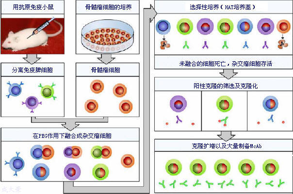 BJL平台(中国区)官网