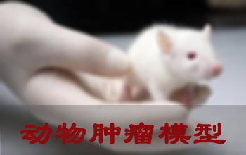 BJL平台肿瘤模子建设效劳
