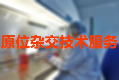 BJL平台原位杂交手艺效劳