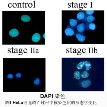 BJL平台(中国区)官网