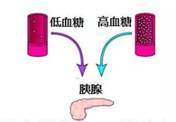 调理血糖稳态，，，，，，GK负重前行