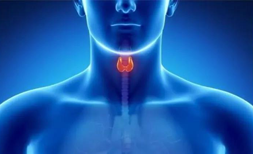 Science速递 | 揭开甲状腺的神秘面纱，，，，，开启代谢药物新征程