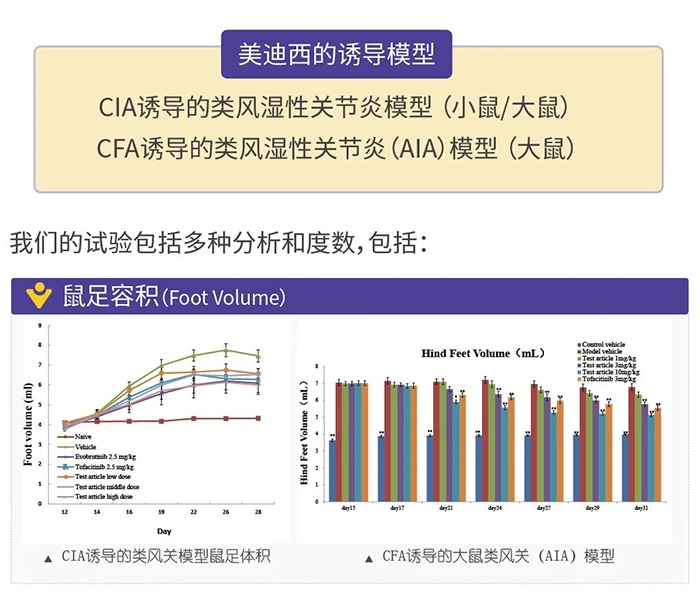 BJL平台诱导的类风湿性枢纽炎模子-1.png