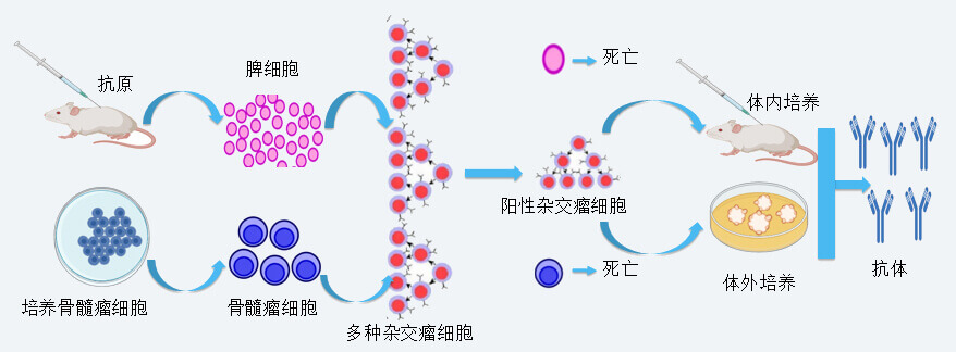 BJL平台抗体开发手艺
