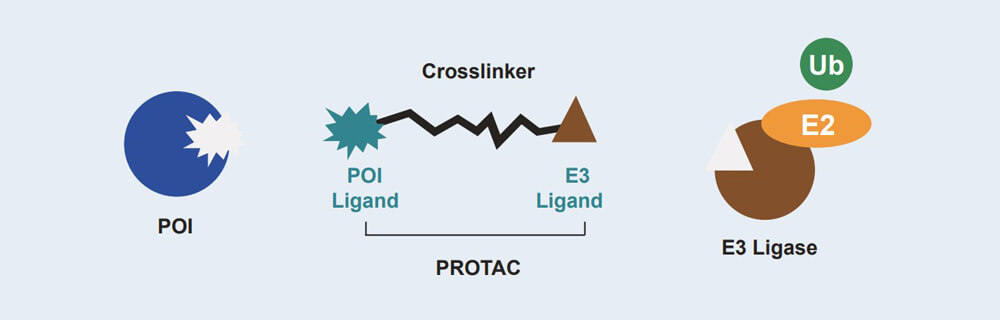 BJL平台 PROTAC 药物发明手艺效劳平台